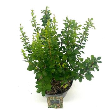 Berberis thunbergii 'Powwow'