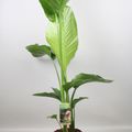 Strelitzia nicolai