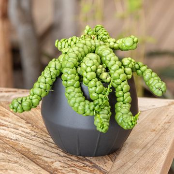 Dischidia 'Pangolin Kisses'