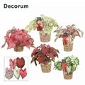 Caladium MIX