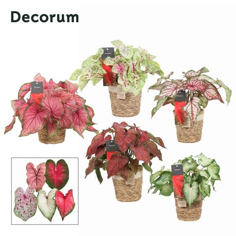 Caladium MIX