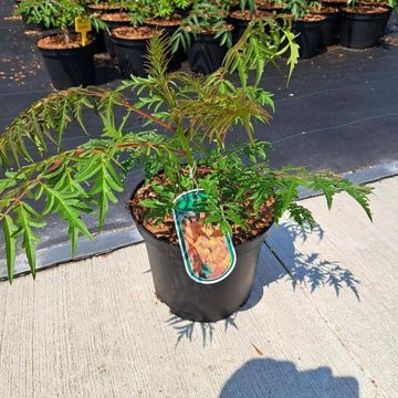 Rhus glabra 'Laciniata'