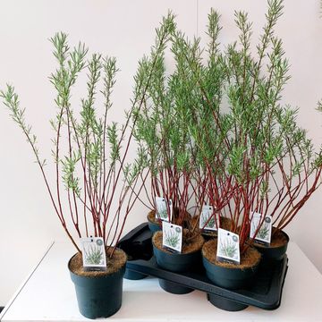 Salix 'Palmowa'