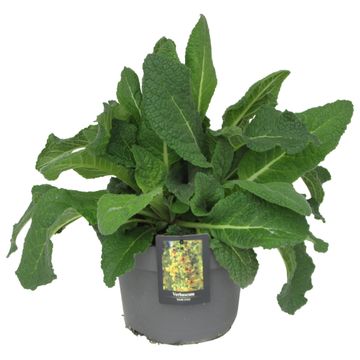 Verbascum 'Dark Eyes'