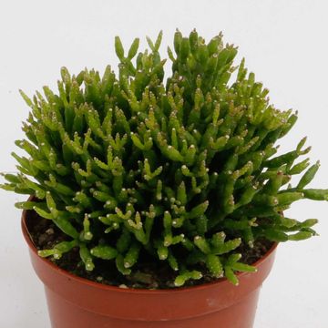 Hatiora salicornioides