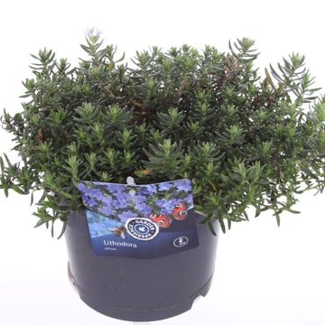 Lithodora diffusa TIDEPOOL SKY BLUE