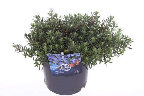 Lithodora diffusa TIDEPOOL SKY BLUE