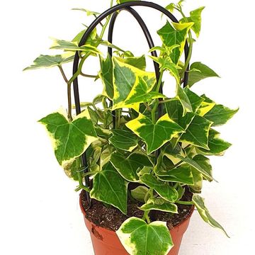 Senecio macroglossus 'Variegatus'