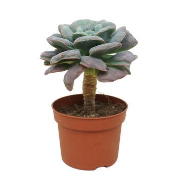 Echeveria 'Blue Heart'