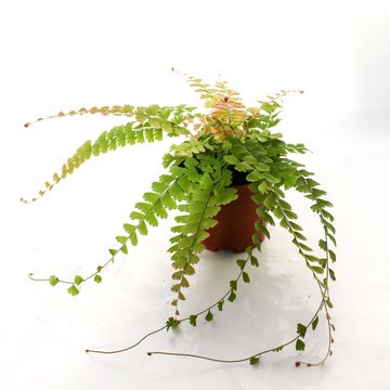 Adiantum caudatum