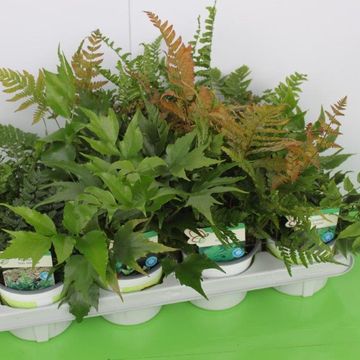 Ferns MIX