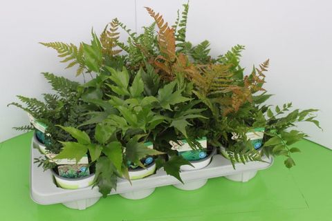 Ferns MIX