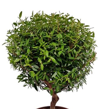 Myrtus communis