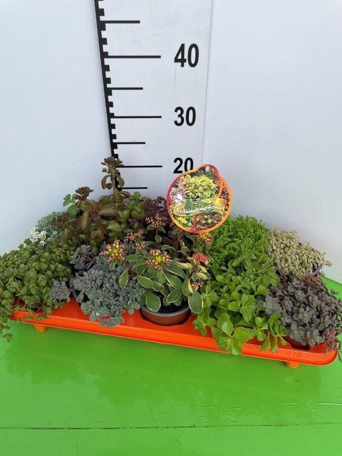 Sedum MIX
