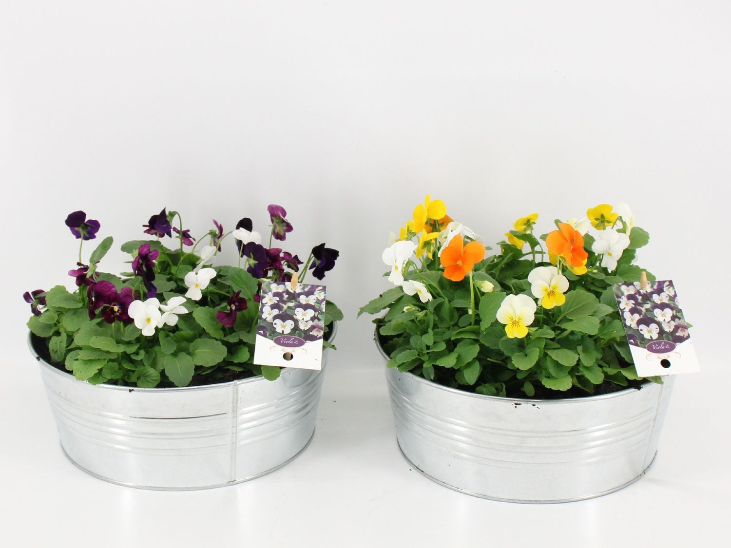 Viola CORNUTA MIX — Plant Wholesale FlorAccess