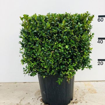Buxus sempervirens