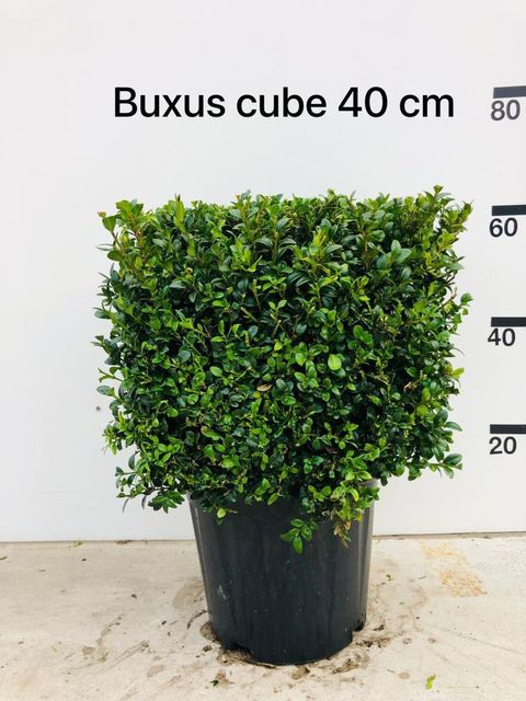 Buxus sempervirens