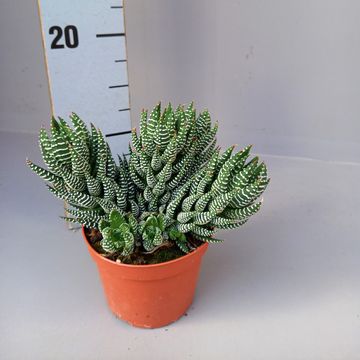 Haworthia fasciata