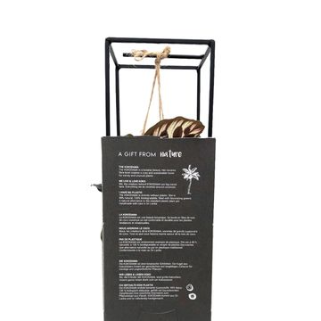 Tradescantia albiflora 'Nanouk'