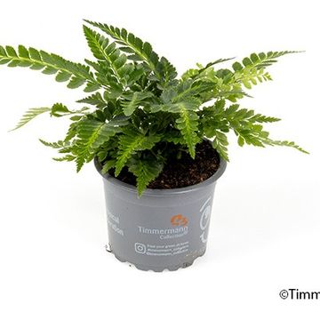 Arachniodes aristata 'Variegata'