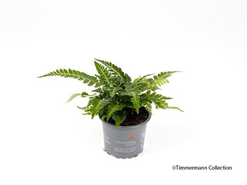 Arachniodes aristata 'Variegata'