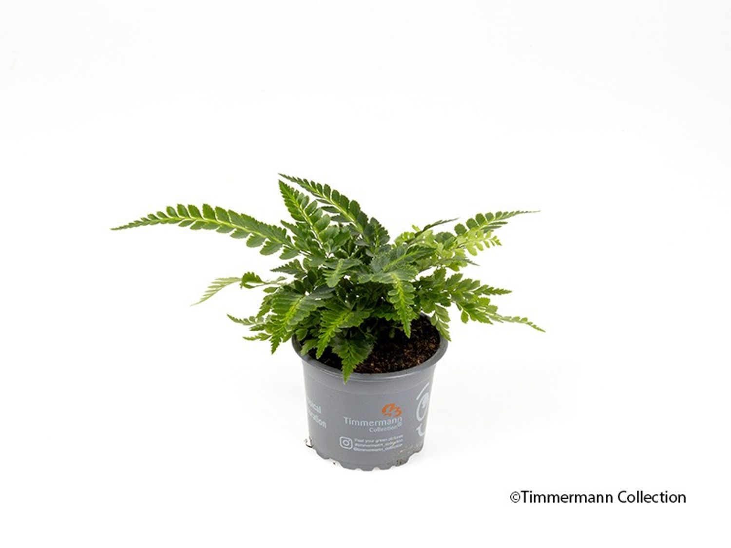 Arachniodes aristata 'Variegata'  Pflanzengrohandel FlorAccess