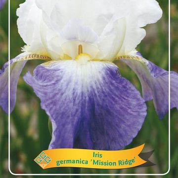 Iris 'Mission Ridge'