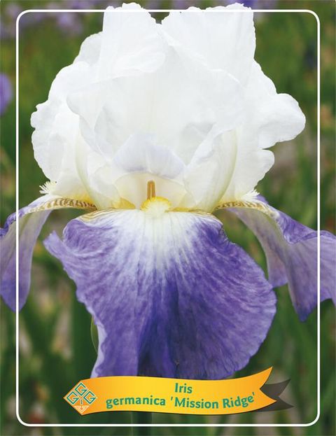 Iris 'Mission Ridge'