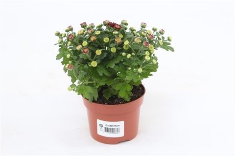 Chrysanthemum BLOOMING BEAUTY RED