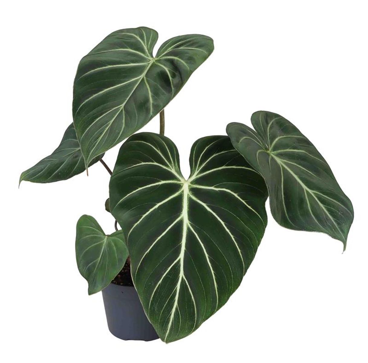 philodendron-gloriosum-dark-form-plant-wholesale-floraccess