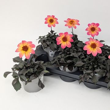 Dahlia HAPPY DAYS MIX