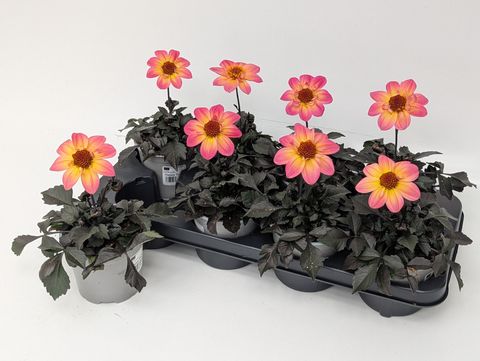 Dahlia HAPPY DAYS MIX