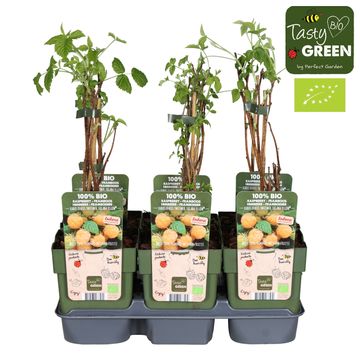 Rubus idaeus TWOTIMER SUGANA YELLOW