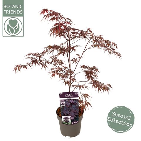 Acer palmatum 'Black Lace'