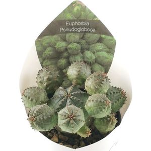 Euphorbia pseudoglobosa (Giromagi)