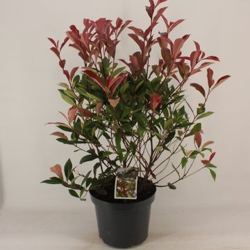 Photinia x fraseri CARRÉ ROUGE