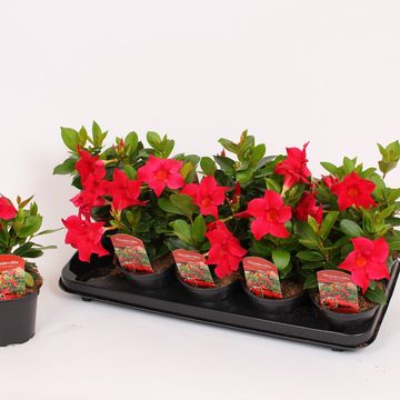 Mandevilla RIO DEEP RED