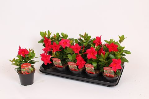 Mandevilla RIO DEEP RED