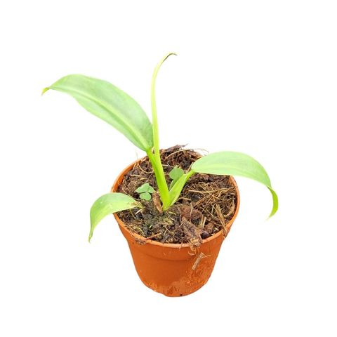 Philodendron elegans