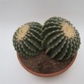 Echinocactus grusonii nudum