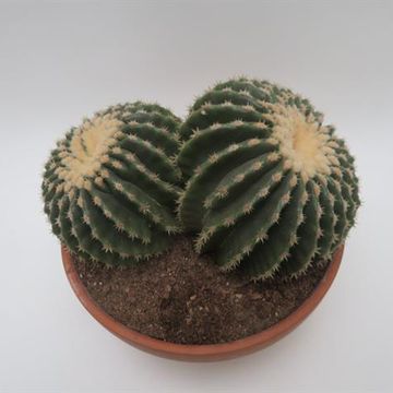 Echinocactus grusonii nudum