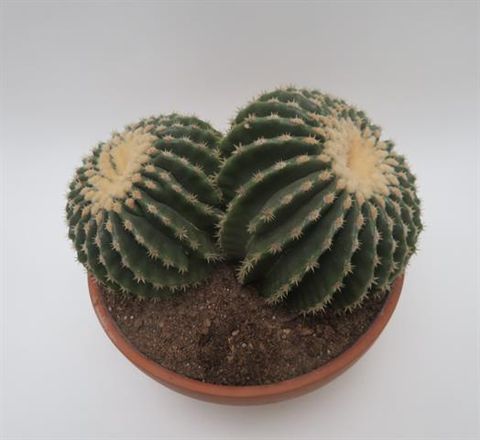 Echinocactus grusonii nudum