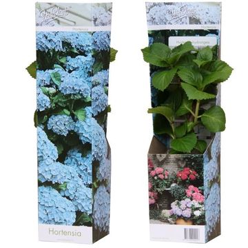 Hydrangea macrophylla EARLY BLUE