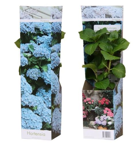 Hydrangea macrophylla EARLY BLUE
