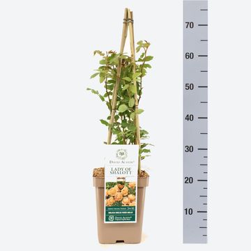 Rosa LADY OF SHALOTT