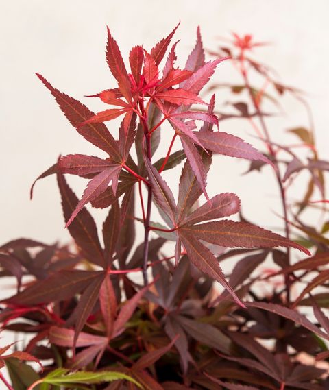 Acer palmatum 'Shaina'