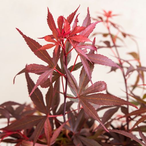 Acer palmatum 'Shaina'