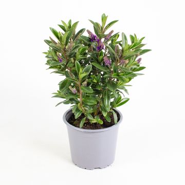 Hebe 'Kirikau'