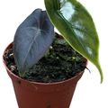 Alocasia azlanii