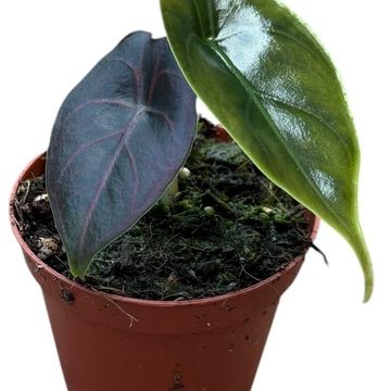 Alocasia azlanii